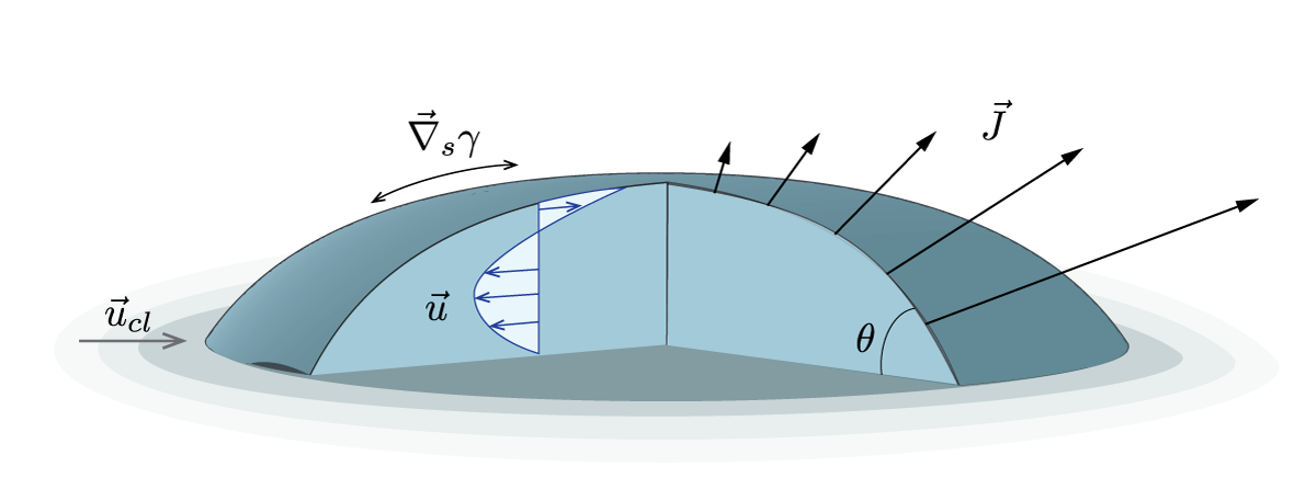 Evaporation-driven liquid flow in sessile droplets